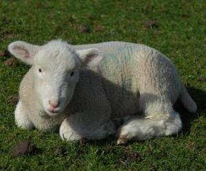пазл Агнец, овца ребенка и выпаса овец